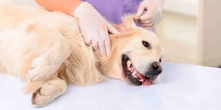 A partir del lunes habrá castraciones a perros y gatos en Ministro Rivadavia