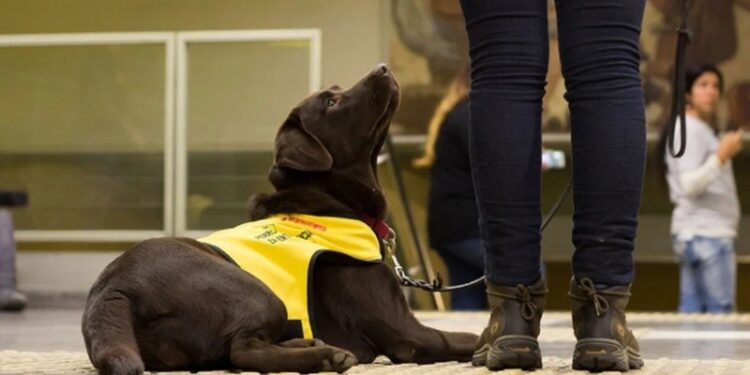 Perros de asistencia, una ayuda clave para niños y adultos con autismo