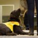 Perros de asistencia, una ayuda clave para niños y adultos con autismo