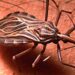 Lanzan testeos rápidos y tratamientos de prevención de Chagas en centros de salud
