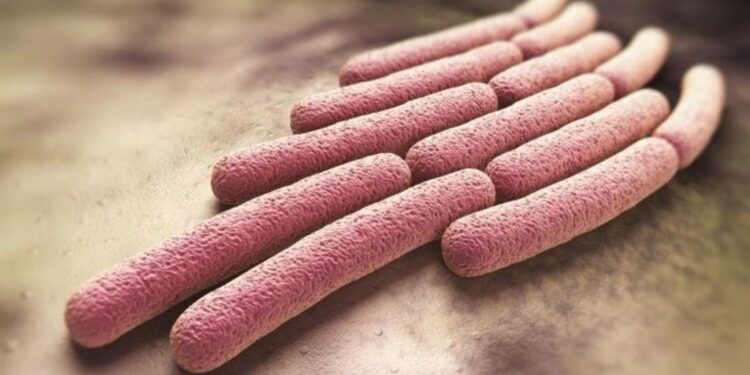 Shigella y salmonella: qué son y cuáles son las medidas de prevención