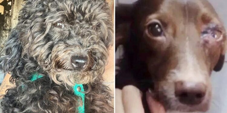 Se incendió una casa en Adrogué y sus perros saltaron del balcón para escapar