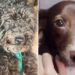 Se incendió una casa en Adrogué y sus perros saltaron del balcón para escapar