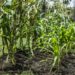 El municipio ofrece cursos gratuitos de huerta y plantas y entrega kits de semillas y plantines
