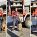 Homenajearon a los perros de rescate de los bomberos de Brown