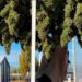 Cosecharon la primera variedad de cannabis medicinal producida por INTA en el país