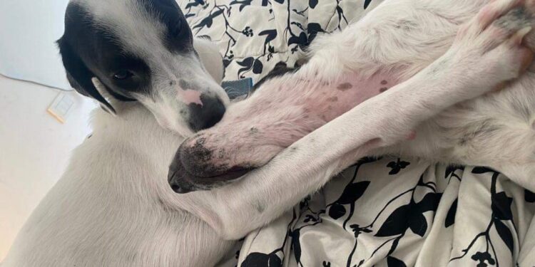 Una segunda oportunidad para Fiona, la perrita que rescataron en Glew