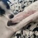 Una segunda oportunidad para Fiona, la perrita que rescataron en Glew
