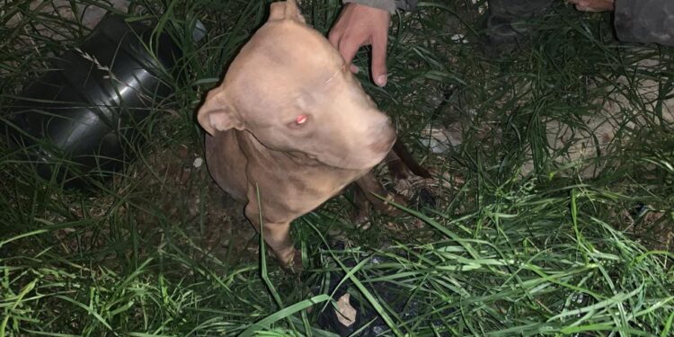 Los Bomberos de Brown rescataron a un perro que había quedado atrapado