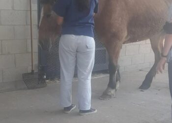 Calzada: con ayuda de la policía rescataron a una yegua y está internada