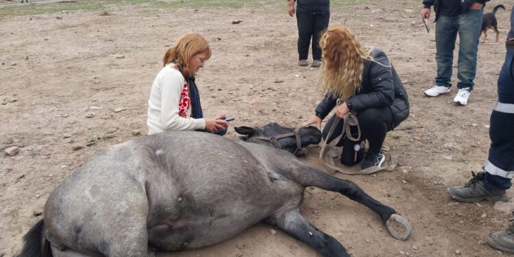 Rescataron a una yegua de un basural a cielo abierto de Rafael Calzada