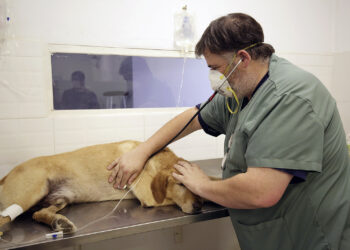 José Mármol: este mes, zoonosis realizará operativos de castración y vacunación