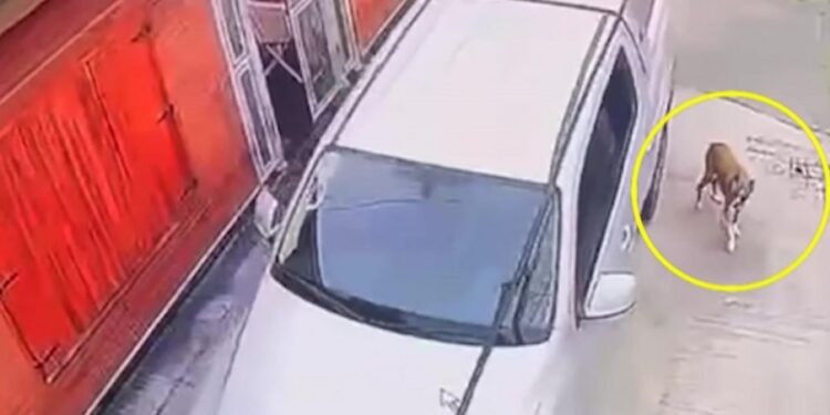 Lomas: le robaron la camioneta y le mataron a la perra