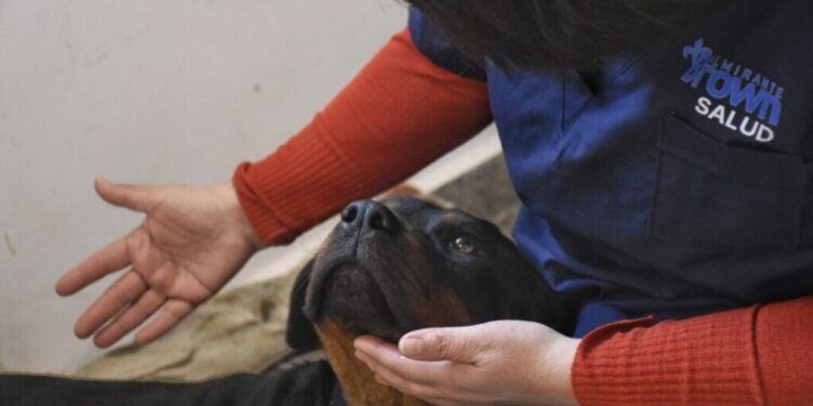 Operaron a la perrita baleada en Glew y ya está fuera de peligro