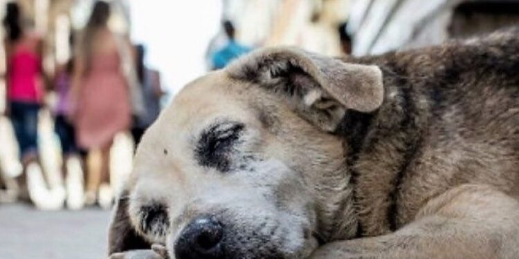 Día del Perro Callejero: una oportunidad para tomar conciencia
