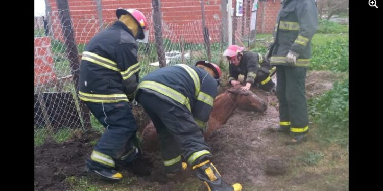 Rescatar un caballo de un pozo embarrado, la proeza de los bomberos de Glew