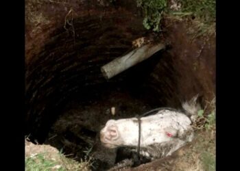 Longchamps: los Bomberos rescataron a un caballo que cayó a un pozo