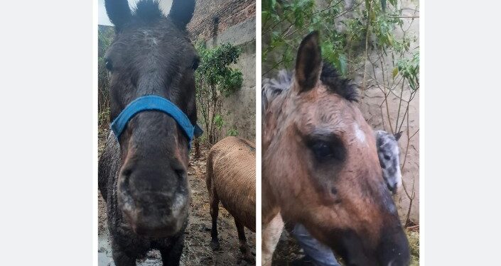 Rescataron tres caballos maltratados por carreros de Claypole