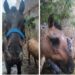 Rescataron tres caballos maltratados por carreros de Claypole
