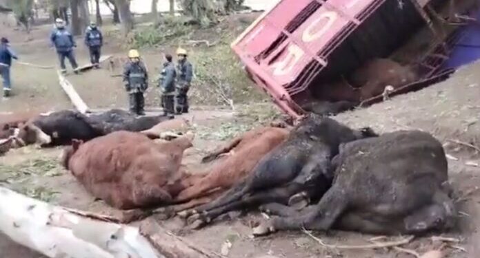 Volcó un camión con ganado en Wilde y los vecinos se llevaron las vacas