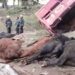 Volcó un camión con ganado en Wilde y los vecinos se llevaron las vacas