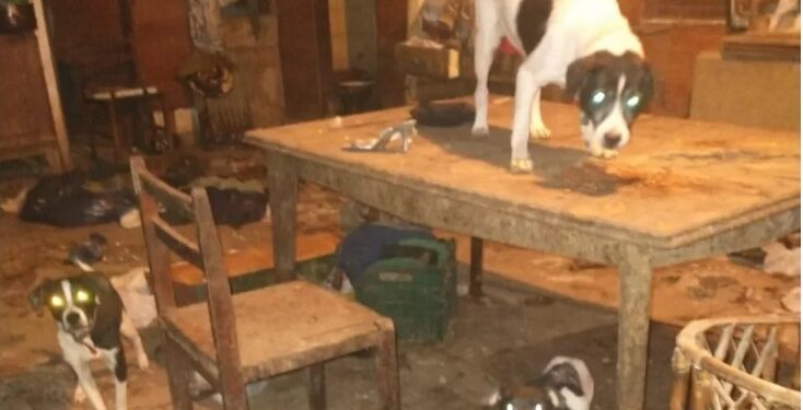 Horror en Temperley: encontraron perros muertos y rescataron a 12 animales maltratados por una psiquiatra