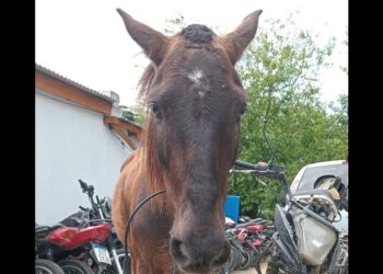 Glew: rescatan un caballo al que golpeaban y usaban para robar