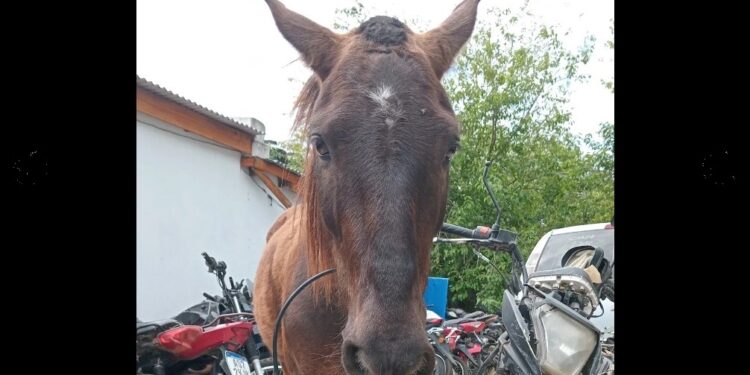 Glew: rescatan un caballo al que golpeaban y usaban para robar
