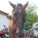 Glew: rescatan un caballo al que golpeaban y usaban para robar