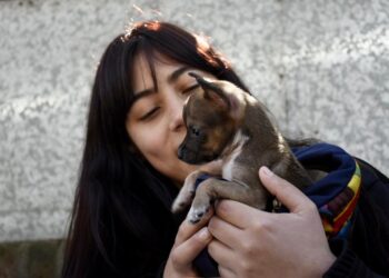 Zoonosis atendió 500 mascotas en un solo día y hasta el viernes hará castraciones en San José