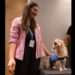 Varela: en El Cruce ya trabaja Benja, el primer personal canino del hospital
