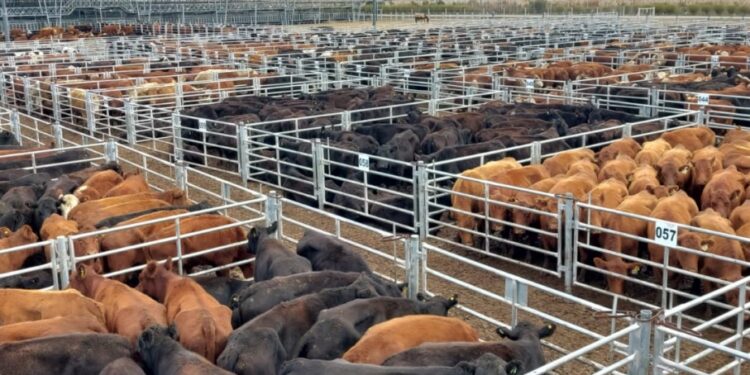 La carne bajó 25% en el Mercado de Hacienda: ¿se traslada la baja a las carnicerías?