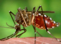 El dengue «se está volviendo una enfermedad endémica en todo el país»