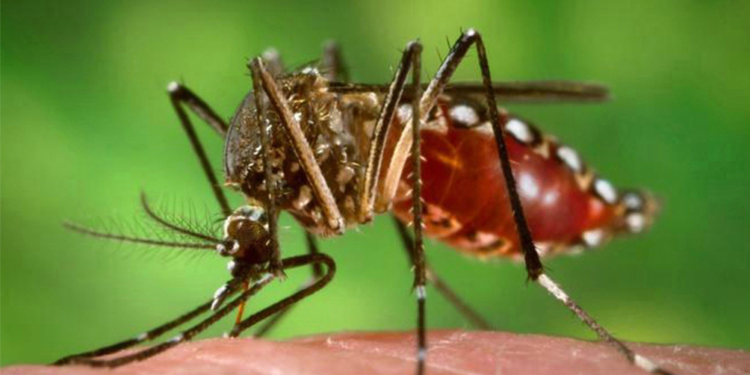 El dengue «se está volviendo una enfermedad endémica en todo el país»