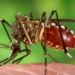 El dengue «se está volviendo una enfermedad endémica en todo el país»