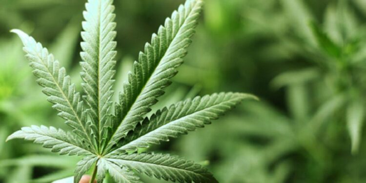 Funciona el primer consultorio orientativo de cannabis medicinal en el Hospital Fiorito de Avellaneda