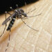 El dengue «se está volviendo una enfermedad endémica en todo el país»