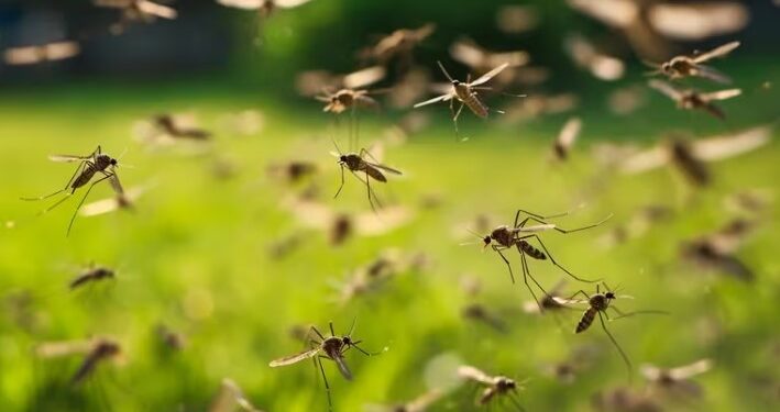 Nube de mosquitos y dengue: 17 municipios en alerta y un muerto en Esteban Echeverría