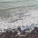 Alarma por una masiva mortandad de peces en la laguna de Monte