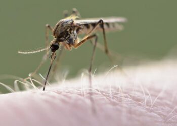 Dengue: hay 5 muertos en Lomas y es record la cantidad de contagios en todo el país