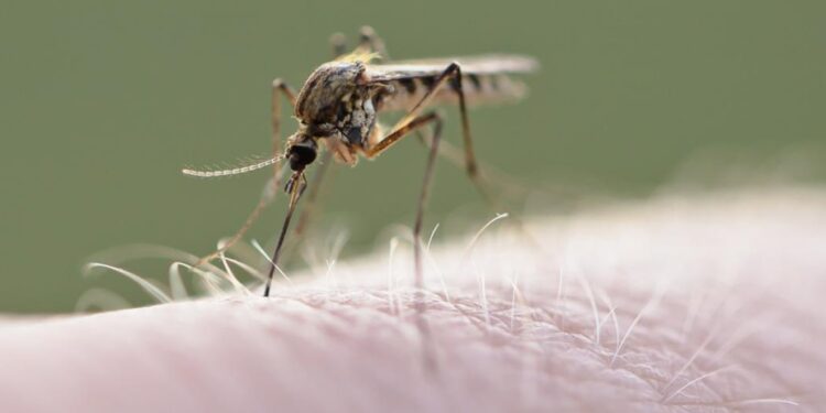 Dengue: hay 5 muertos en Lomas y es record la cantidad de contagios en todo el país