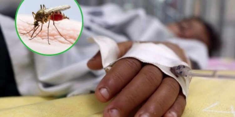 Se confirmaron 36.000 nuevos casos de dengue y 36 muertos en la última semana