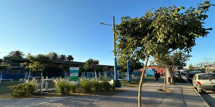 Con árboles nativos forestaron la plaza de la estación de Longchamps