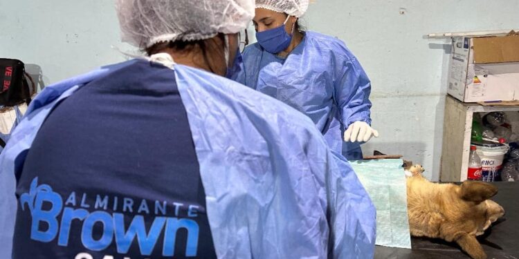 Hasta el jueves, castran gratis a perros y gatos en Glew