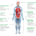 ¿Qué es la Amiloidosis Hereditaria por Transtiretina?