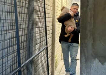 Rescataron a 33 perros de criaderos clandestinos del conurbano
