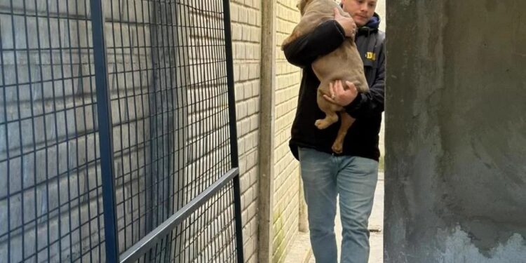 Rescataron a 33 perros de criaderos clandestinos del conurbano