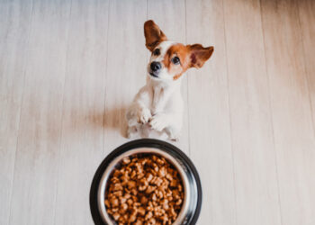 Cómo es la nueva promo de Cuenta DNI para mascotas que reintegra hasta 20 mil pesos por mes