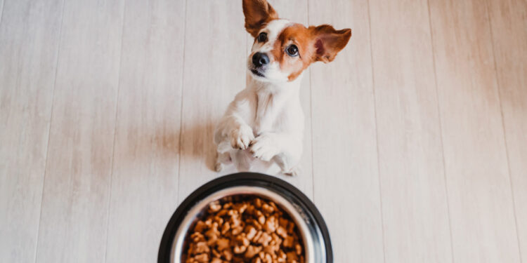 Cómo es la nueva promo de Cuenta DNI para mascotas que reintegra hasta 20 mil pesos por mes