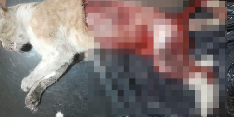 Horror en Burzaco: arrojaron un gato despellejado desde un auto
